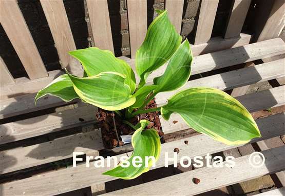 Hosta Wildest Dreams